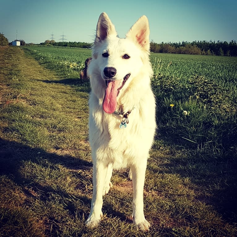 Tinkabell, a White Shepherd tested with EmbarkVet.com