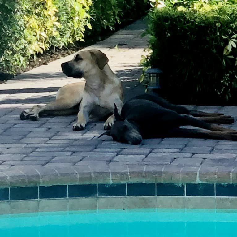 Kaya, a Boerboel tested with EmbarkVet.com