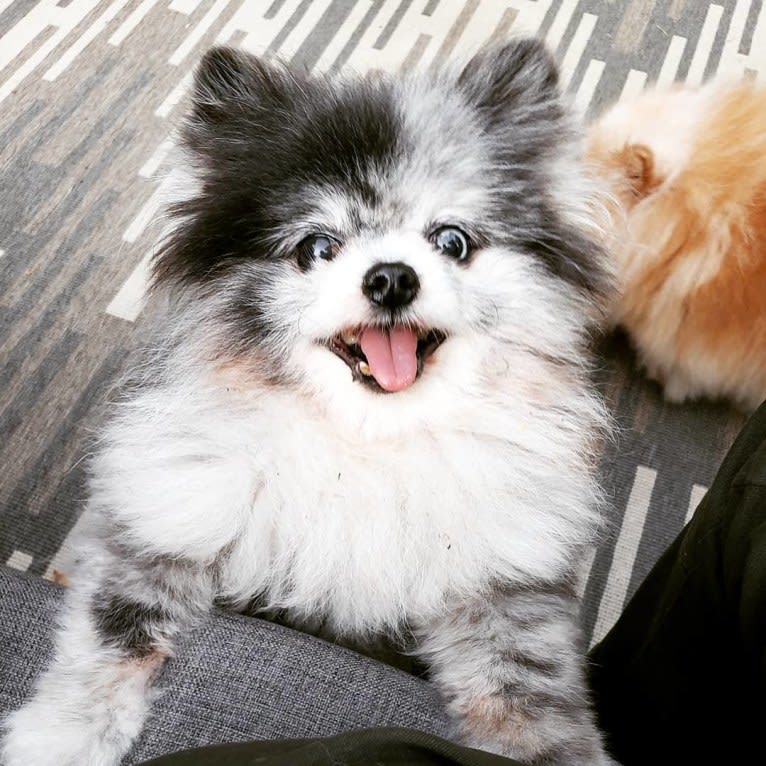 Ferris, a Pomeranian tested with EmbarkVet.com