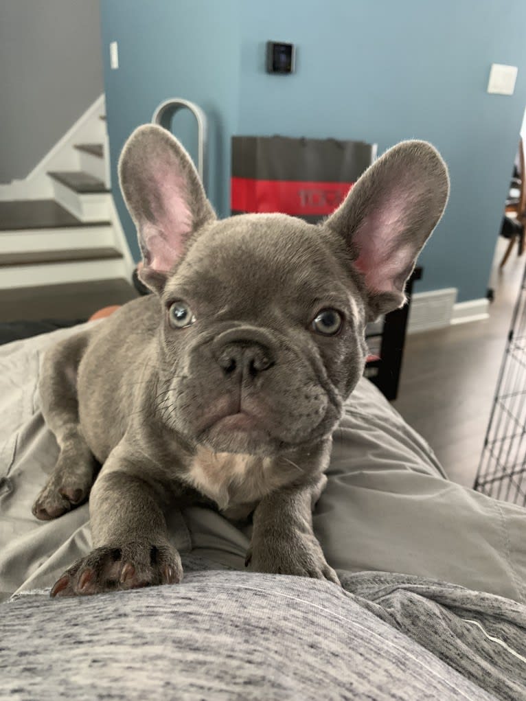 Nardo, a French Bulldog tested with EmbarkVet.com