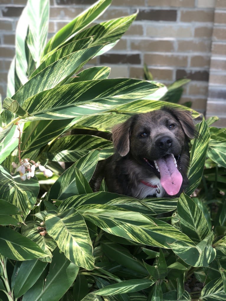 Beaux, an American Pit Bull Terrier and German Shepherd Dog mix tested with EmbarkVet.com