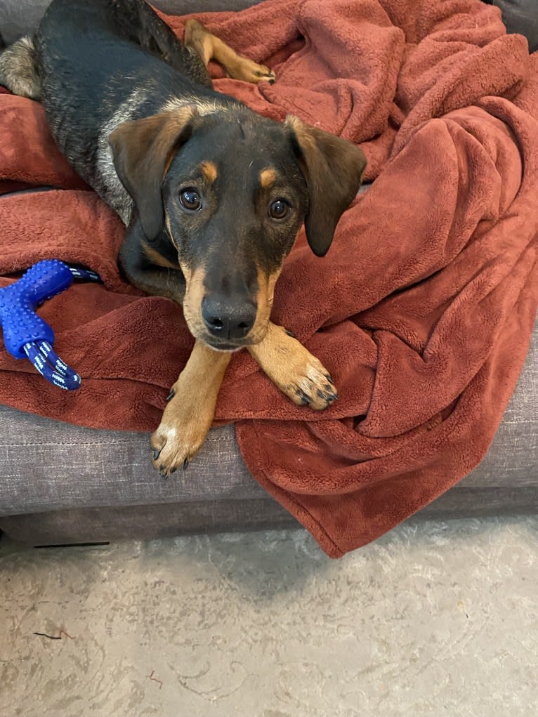 Riley, a Doberman Pinscher and Great Pyrenees mix tested with EmbarkVet.com