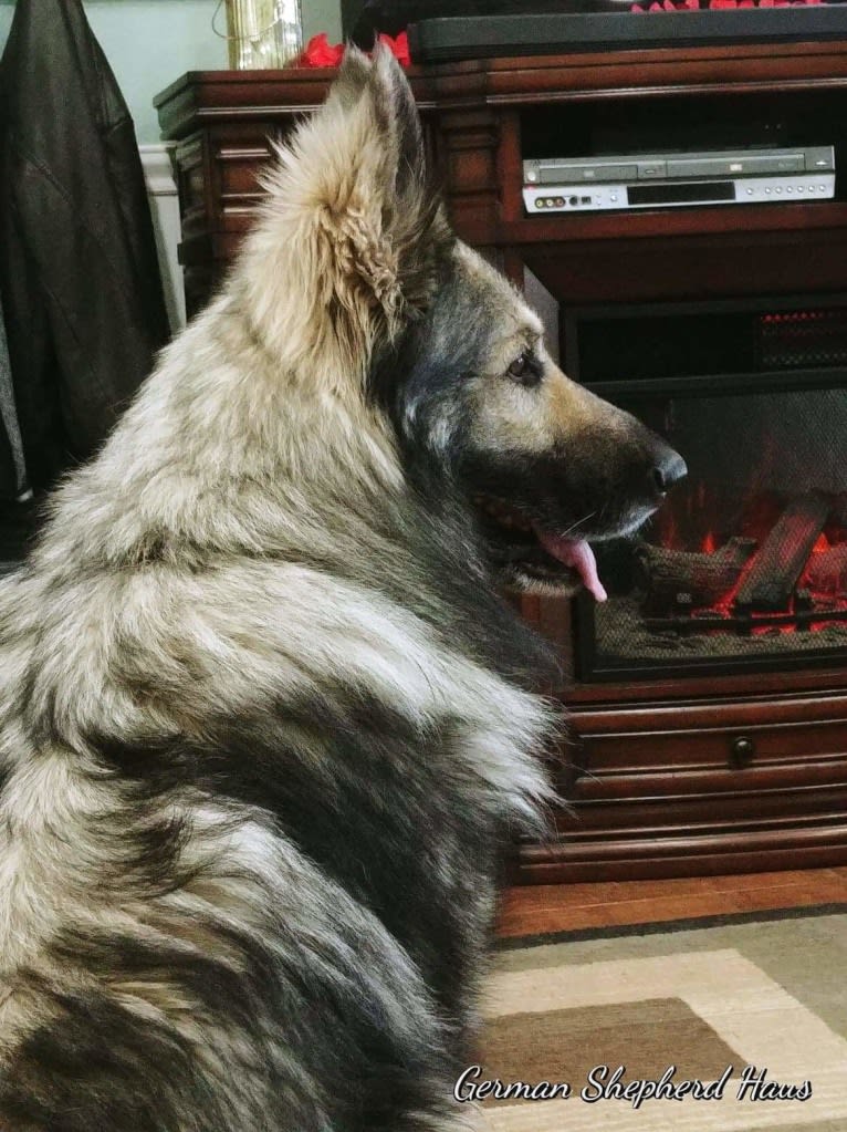 Steel cross german shepherd outlet