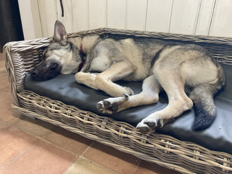 Obi, a Saarloos Wolfdog and Norwegian Elkhound mix tested with EmbarkVet.com