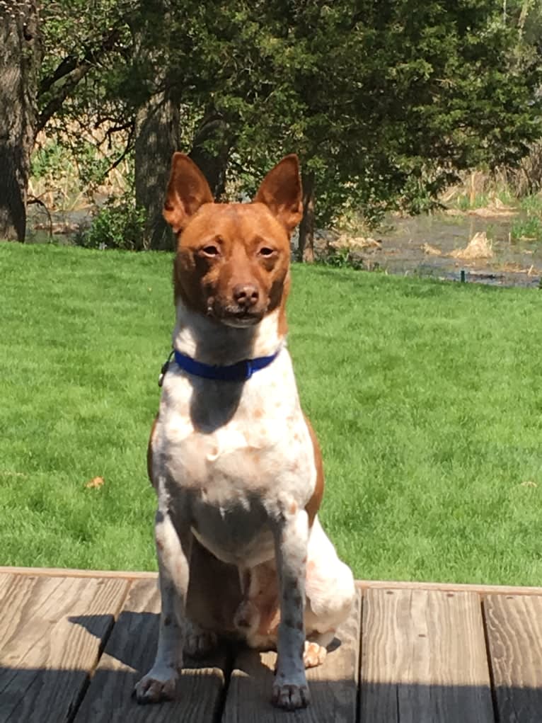 Topi, a Rat Terrier and Chihuahua mix tested with EmbarkVet.com