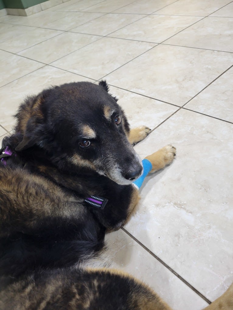 Duke, an Australian Cattle Dog and Chow Chow mix tested with EmbarkVet.com