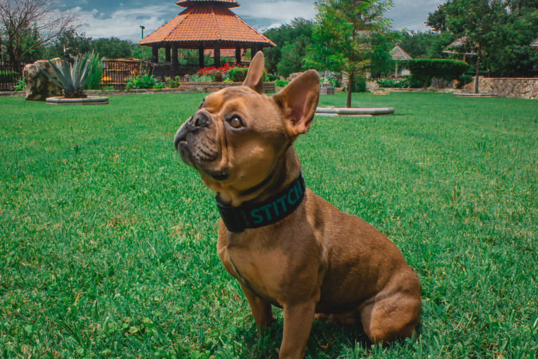 Stitch, a French Bulldog tested with EmbarkVet.com