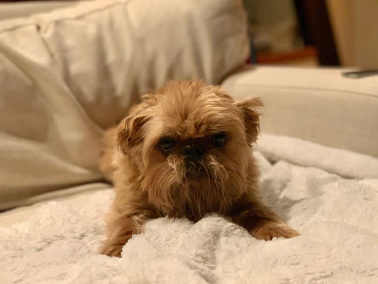 Penelope, a Brussels Griffon tested with EmbarkVet.com