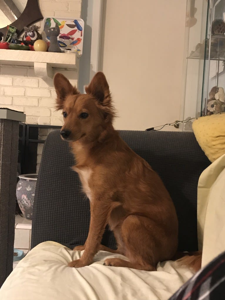 Ruby, a Rat Terrier and Australian Cattle Dog mix tested with EmbarkVet.com