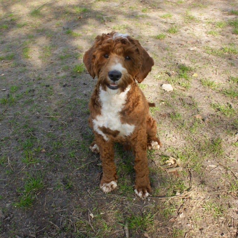 Lakewood Bordeaux, a Poodle (Small) and Poodle (Standard) mix tested with EmbarkVet.com