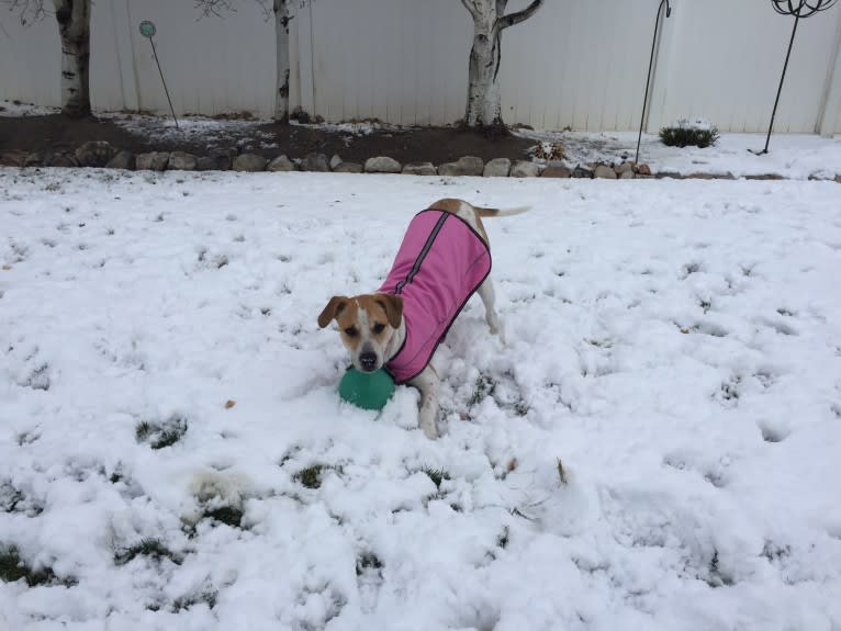 Canna, an American Pit Bull Terrier and Australian Cattle Dog mix tested with EmbarkVet.com