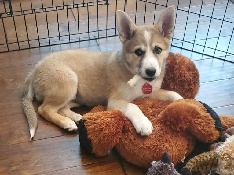 Juniper, a Great Pyrenees and Border Collie mix tested with EmbarkVet.com