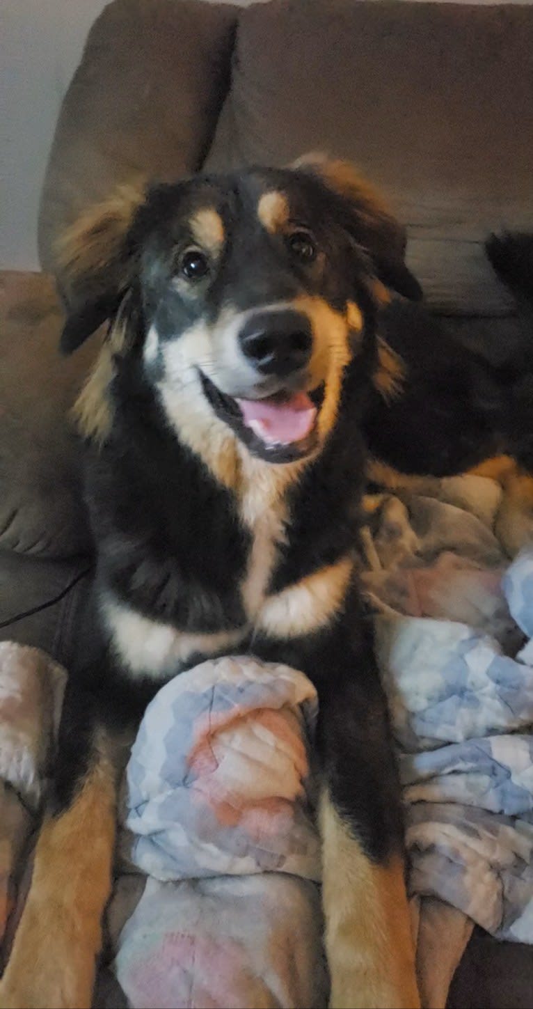 Athena, an Alaskan Malamute and Bernese Mountain Dog mix tested with EmbarkVet.com