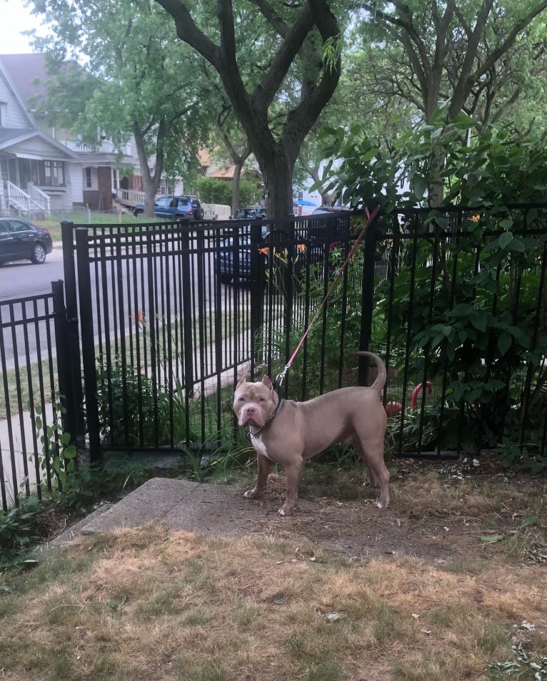 Giannis, an American Bully tested with EmbarkVet.com