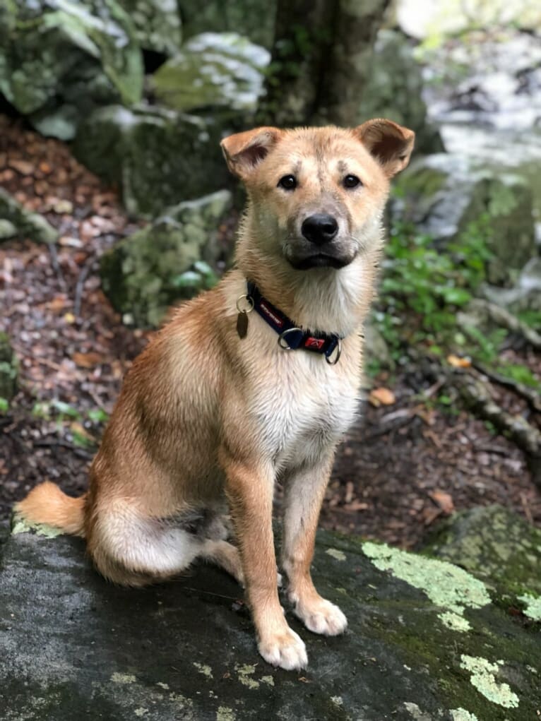 Teddy, an East Asian Village Dog tested with EmbarkVet.com