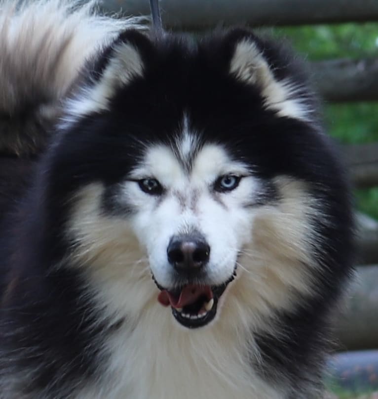 Padfoot, a Siberian Husky tested with EmbarkVet.com