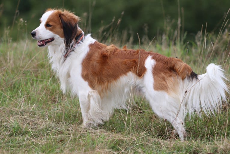 Nen`Sam Mio von BelMi, a Nederlandse Kooikerhondje tested with EmbarkVet.com