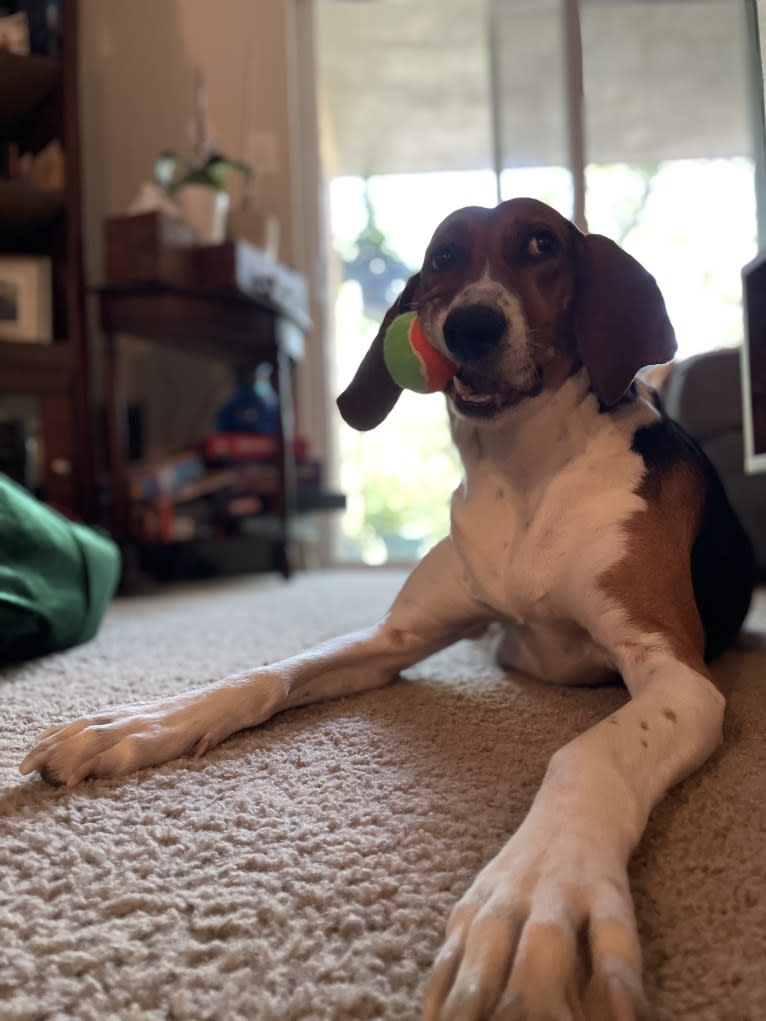 Roxy, a Treeing Walker Coonhound tested with EmbarkVet.com