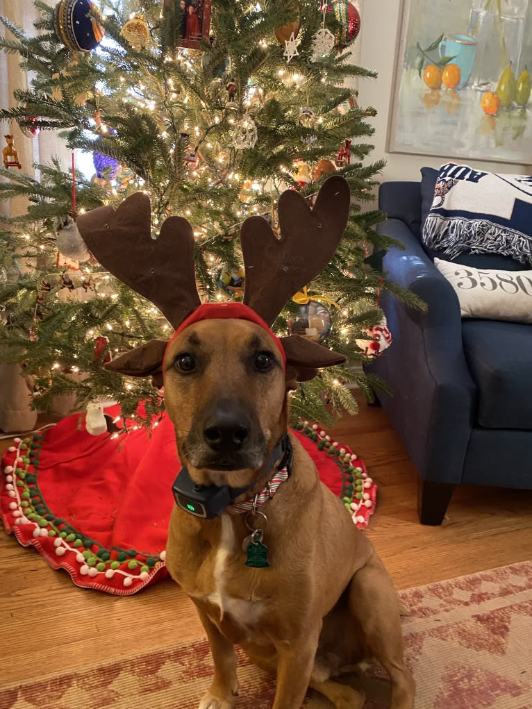 Tate, an American Pit Bull Terrier and Labrador Retriever mix tested with EmbarkVet.com