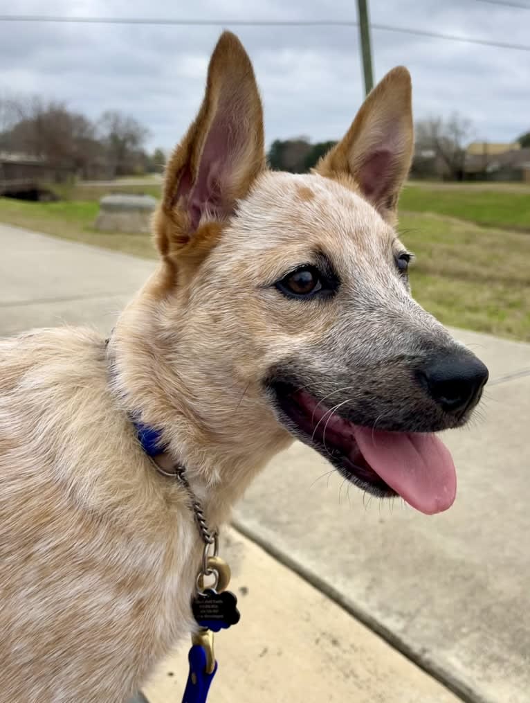 RAWLIE RIGGS, an Australian Cattle Dog and Poodle (Small) mix tested with EmbarkVet.com