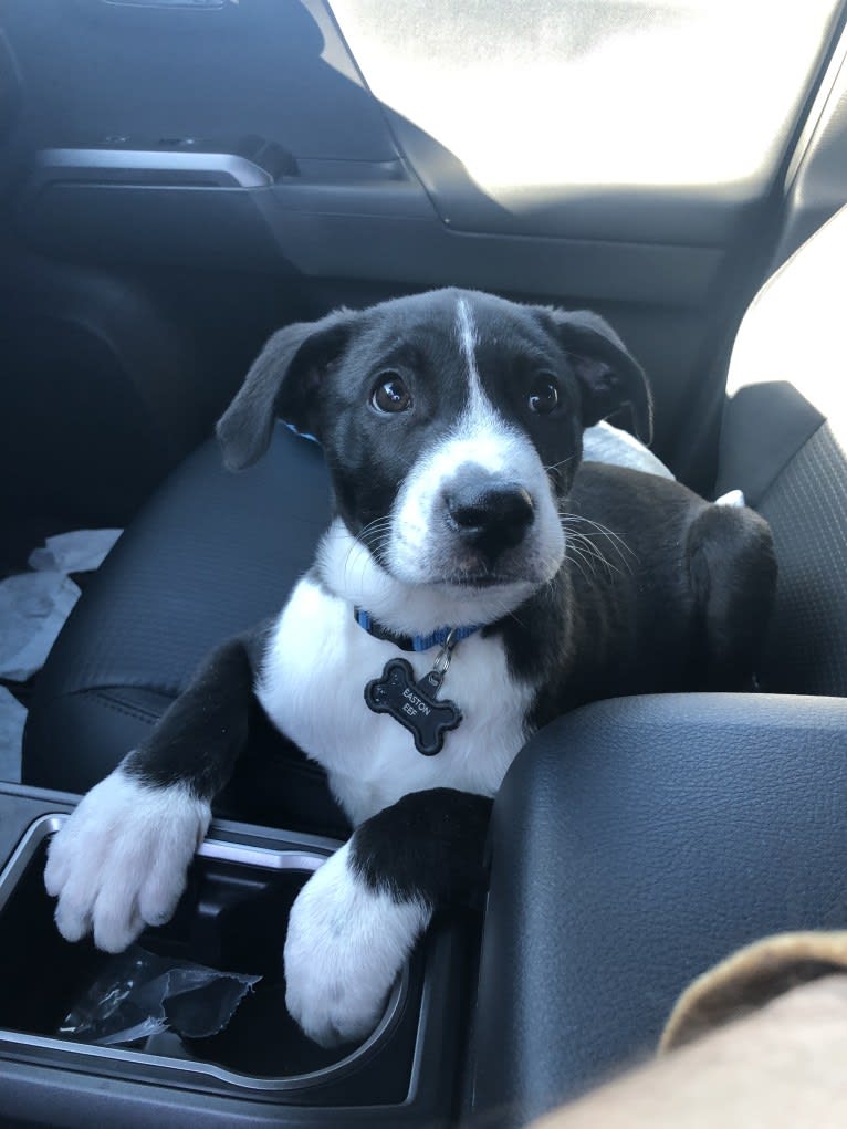 Easton, a Great Pyrenees and American Pit Bull Terrier mix tested with EmbarkVet.com