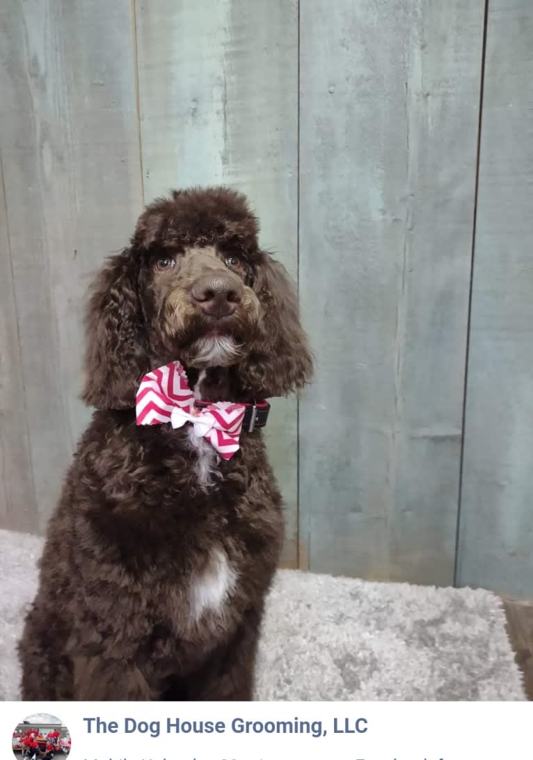 Dewy, a Poodle (Standard) tested with EmbarkVet.com