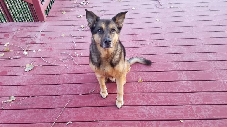 Doozie, a German Shepherd Dog and Australian Cattle Dog mix tested with EmbarkVet.com