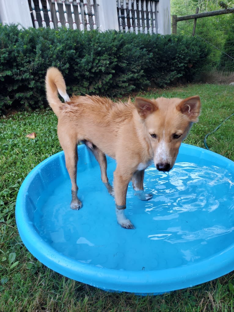 Antosha, an Arabian Village Dog tested with EmbarkVet.com