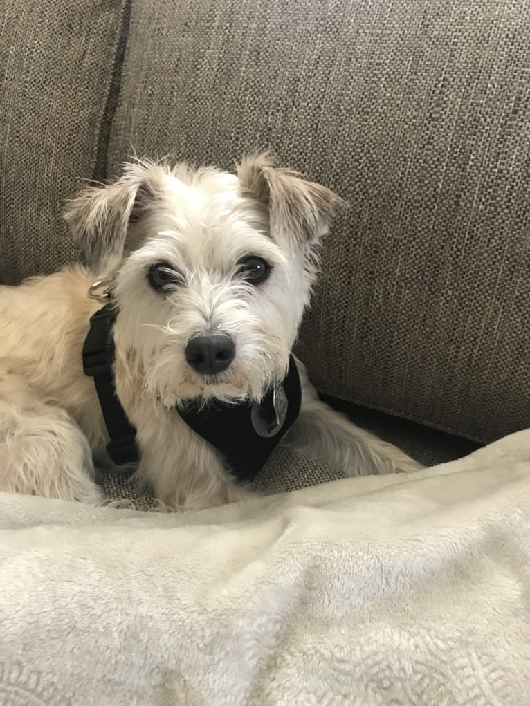 Louie, a Rat Terrier and Miniature Schnauzer mix tested with EmbarkVet.com