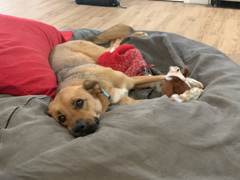 Daisy Mae, a Great Pyrenees and Australian Cattle Dog mix tested with EmbarkVet.com