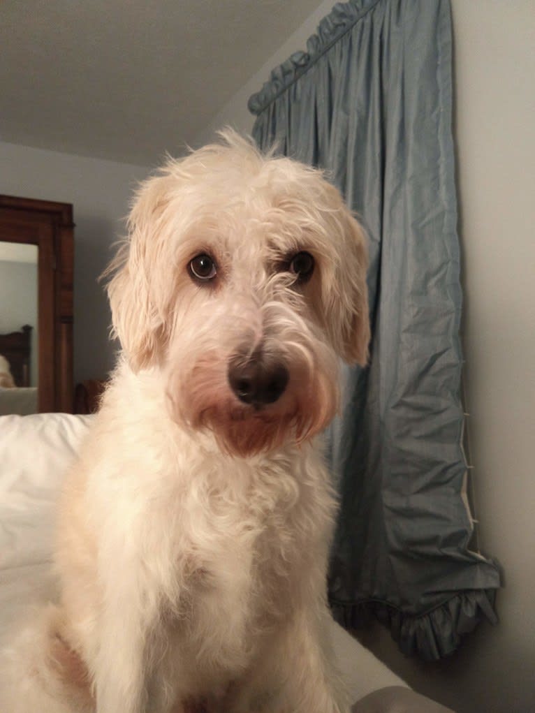 Cam, a Miniature Schnauzer and Cocker Spaniel mix tested with EmbarkVet.com