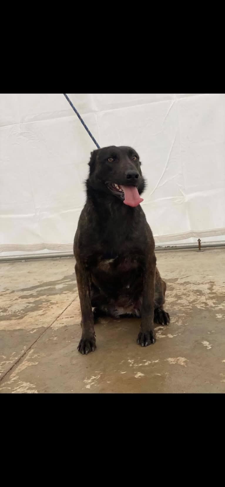 Quadila, a Dutch Shepherd tested with EmbarkVet.com