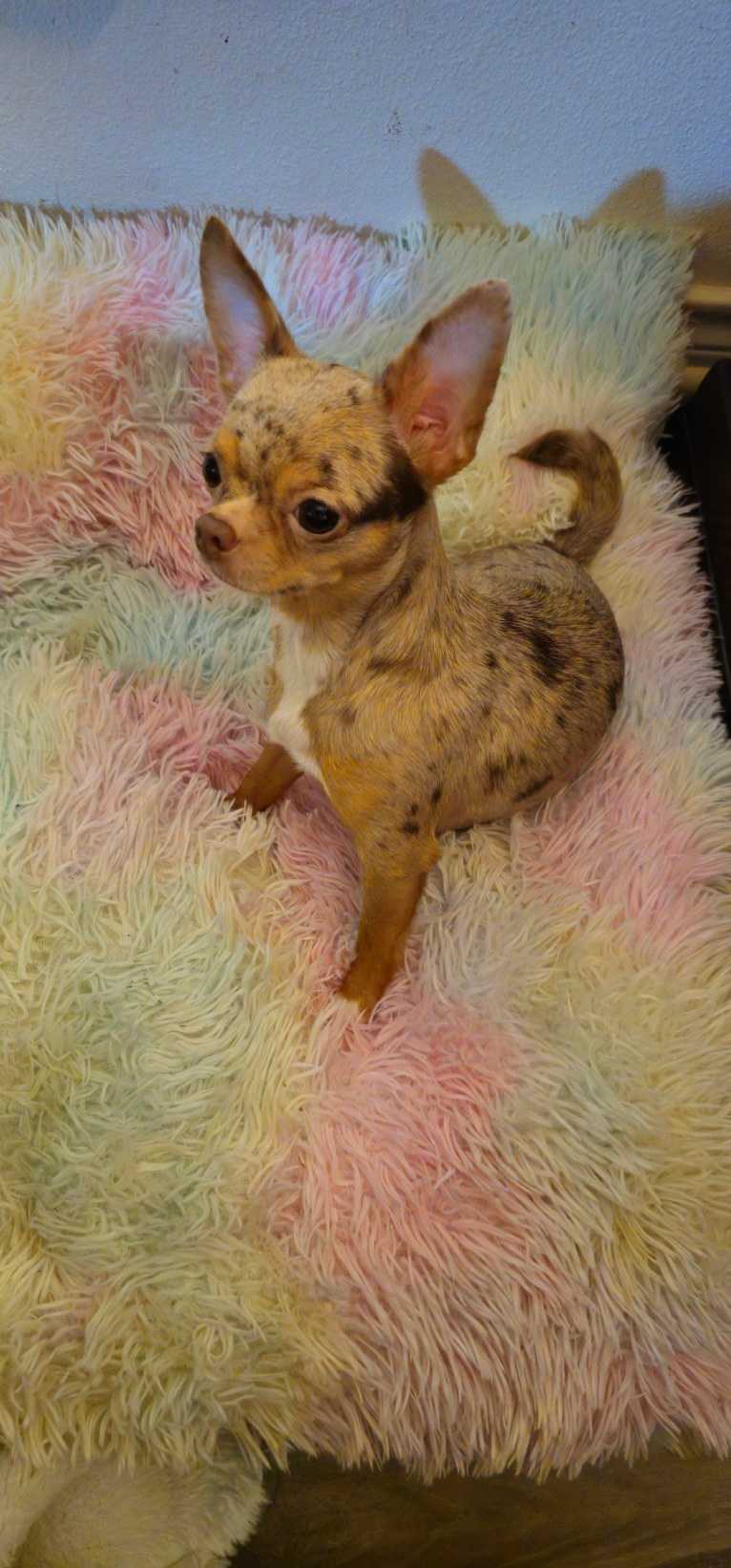 Adalyn, a Chihuahua (4.8% unresolved) tested with EmbarkVet.com