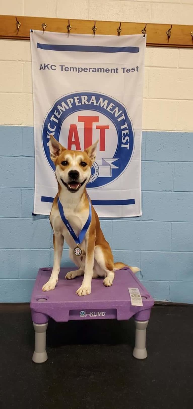 Joe, a Carolina Dog tested with EmbarkVet.com