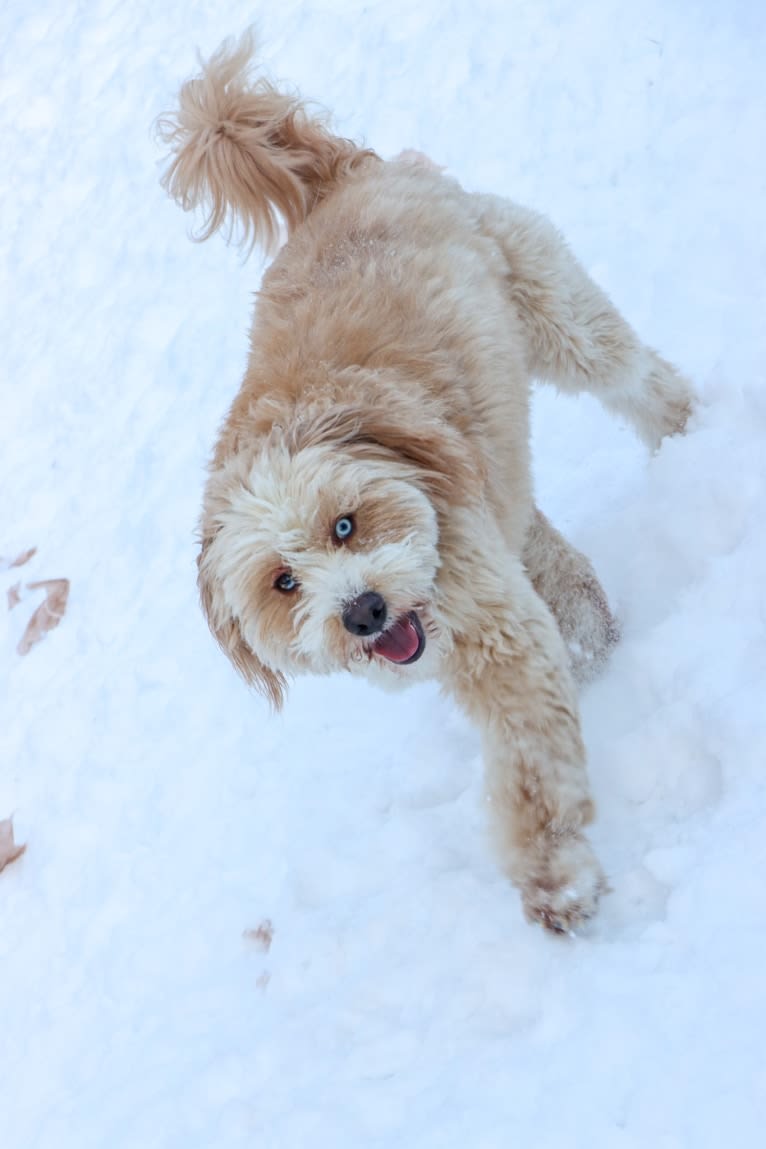 Leo, a Beagle and Golden Retriever mix tested with EmbarkVet.com