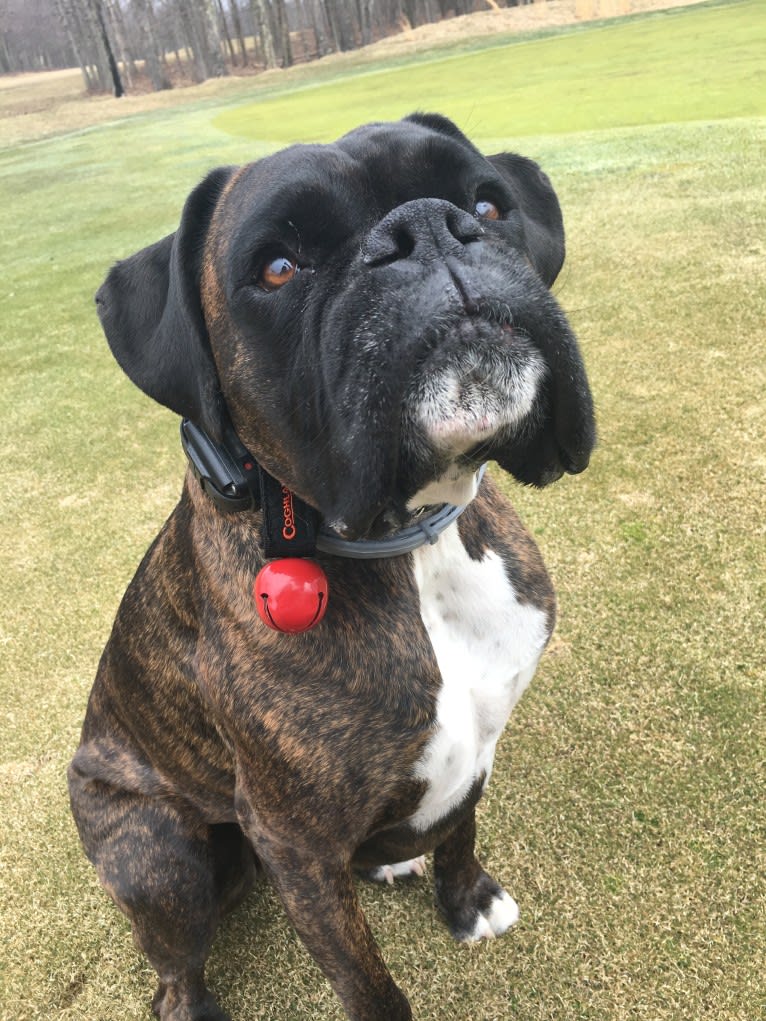 Murray, a Boxer tested with EmbarkVet.com