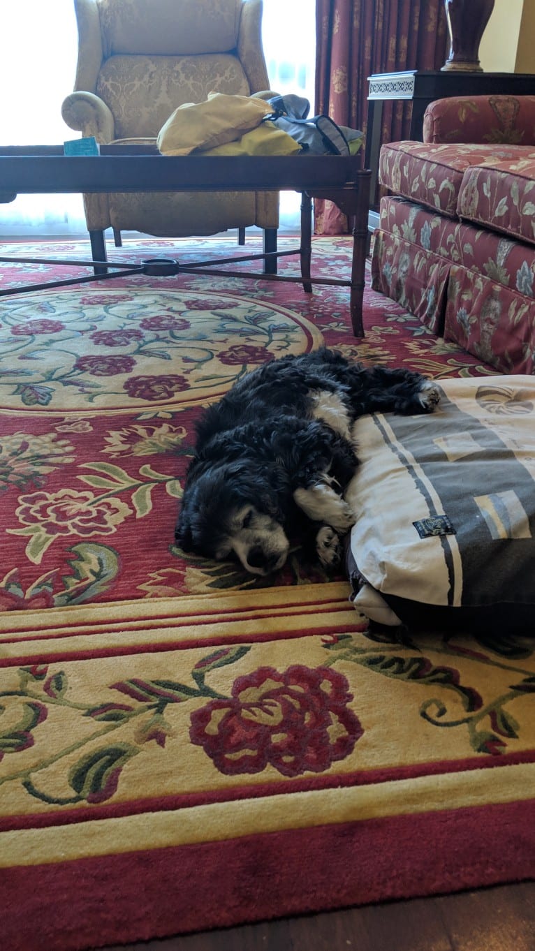 JD, a Cocker Spaniel and Lhasa Apso mix tested with EmbarkVet.com