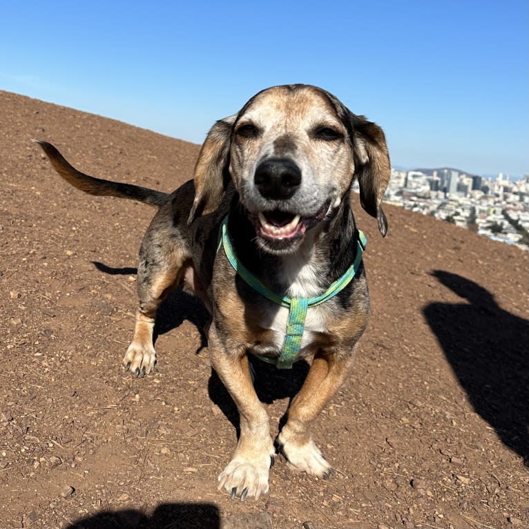 Linus, a Basset Hound and Catahoula Leopard Dog mix tested with EmbarkVet.com