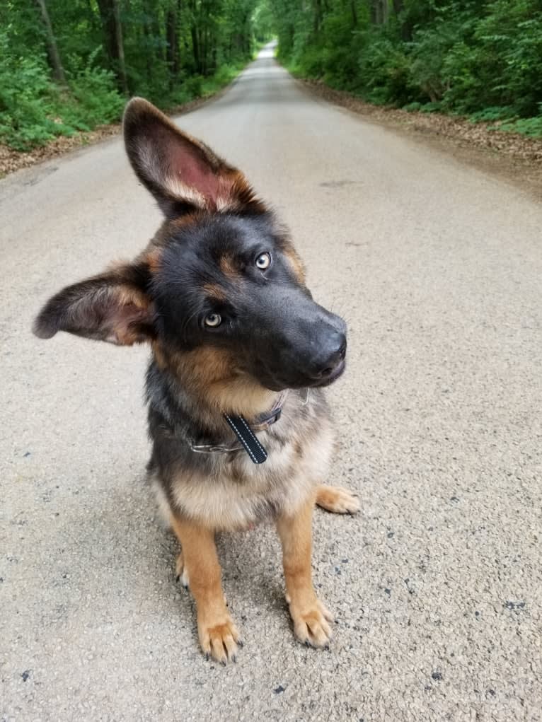 Banner, a German Shepherd Dog tested with EmbarkVet.com