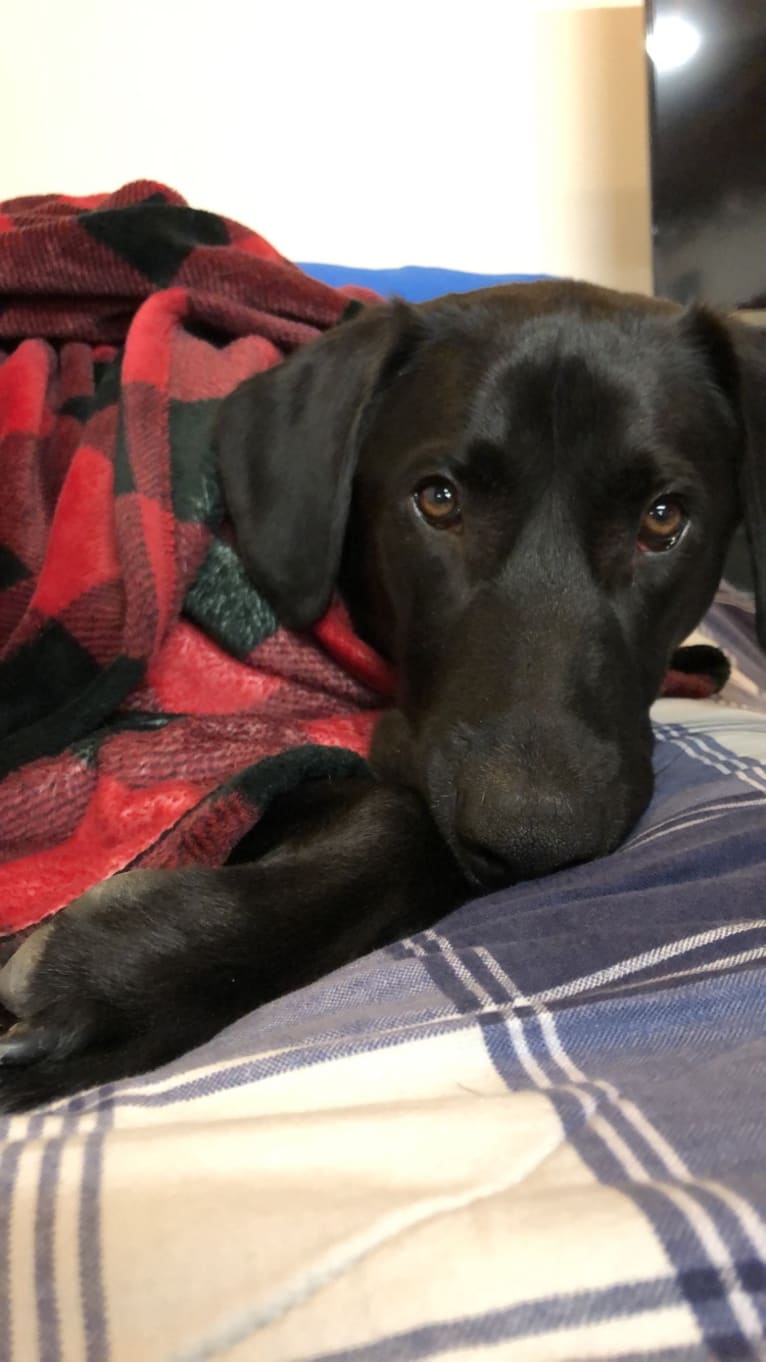 Thor, a Labrador Retriever and Great Pyrenees mix tested with EmbarkVet.com