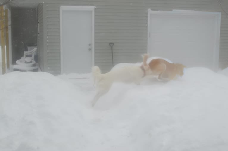 casper, a Great Pyrenees and Labrador Retriever mix tested with EmbarkVet.com