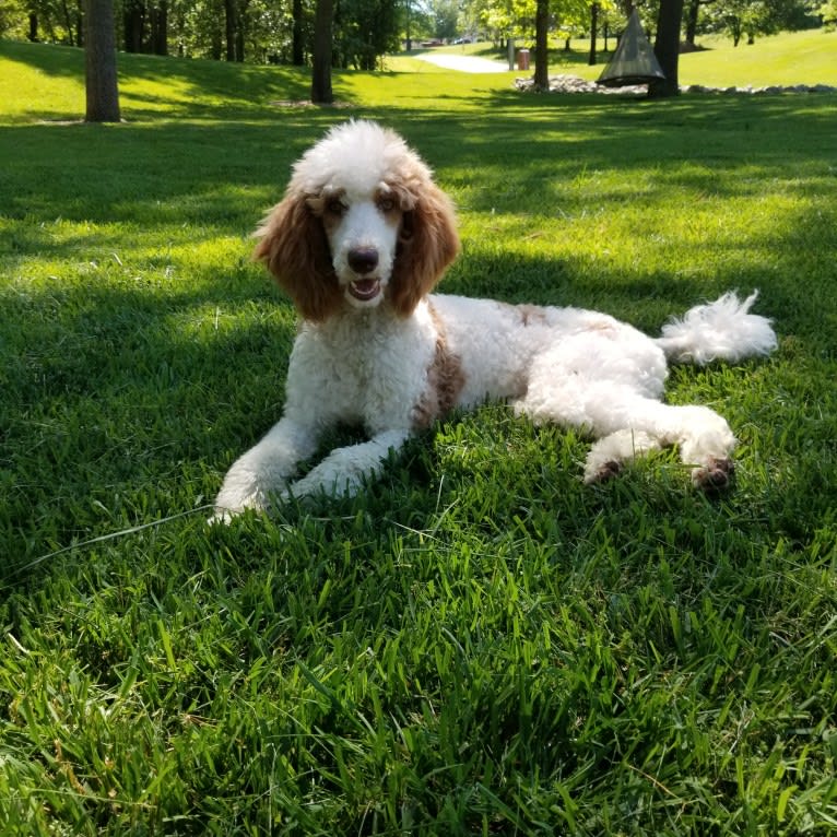Peppermint, a Poodle (Standard) tested with EmbarkVet.com