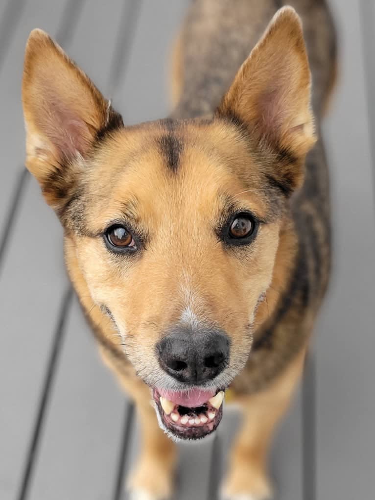 Alo, a Chow Chow and American Pit Bull Terrier mix tested with EmbarkVet.com