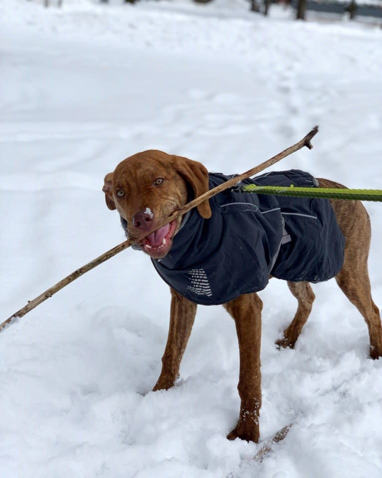 Lloyd, a Mountain Cur and American Pit Bull Terrier mix tested with EmbarkVet.com