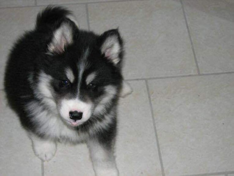 Nuvik, a Siberian Husky and Samoyed mix tested with EmbarkVet.com