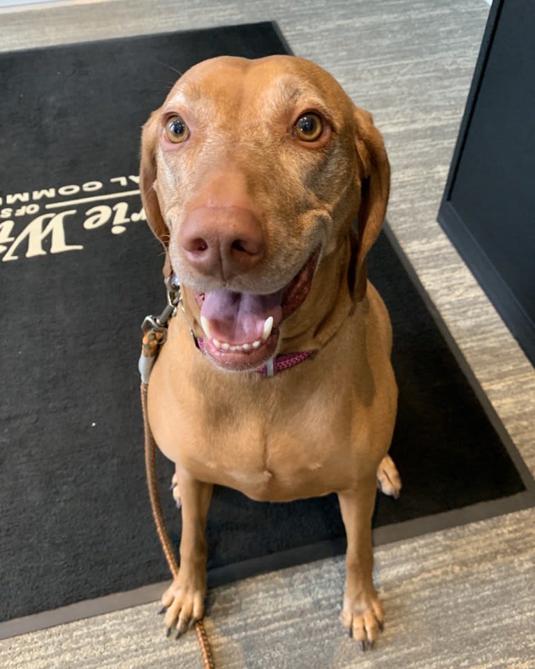 Vada, a Vizsla tested with EmbarkVet.com