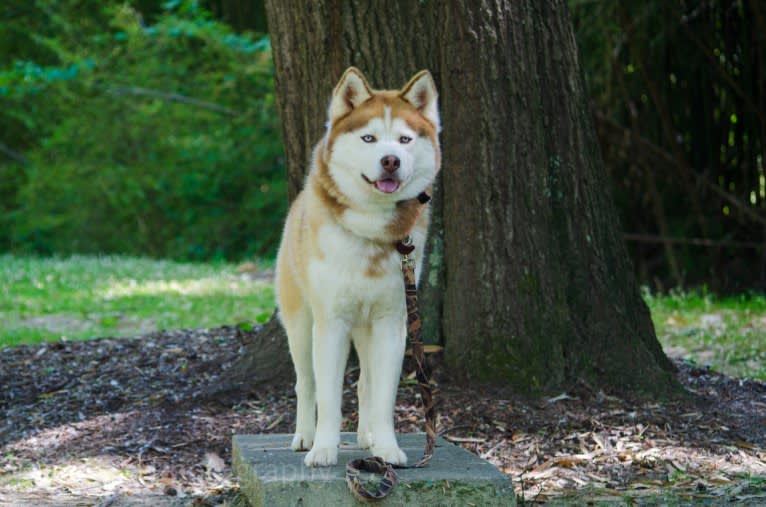 Buck, a Siberian Husky tested with EmbarkVet.com