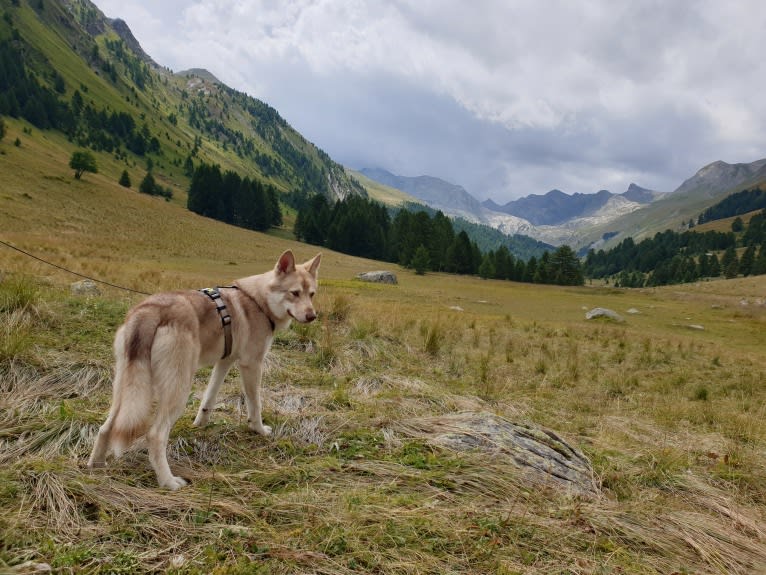 Indy (Roku), a Saarloos Wolfdog and Norwegian Elkhound mix tested with EmbarkVet.com