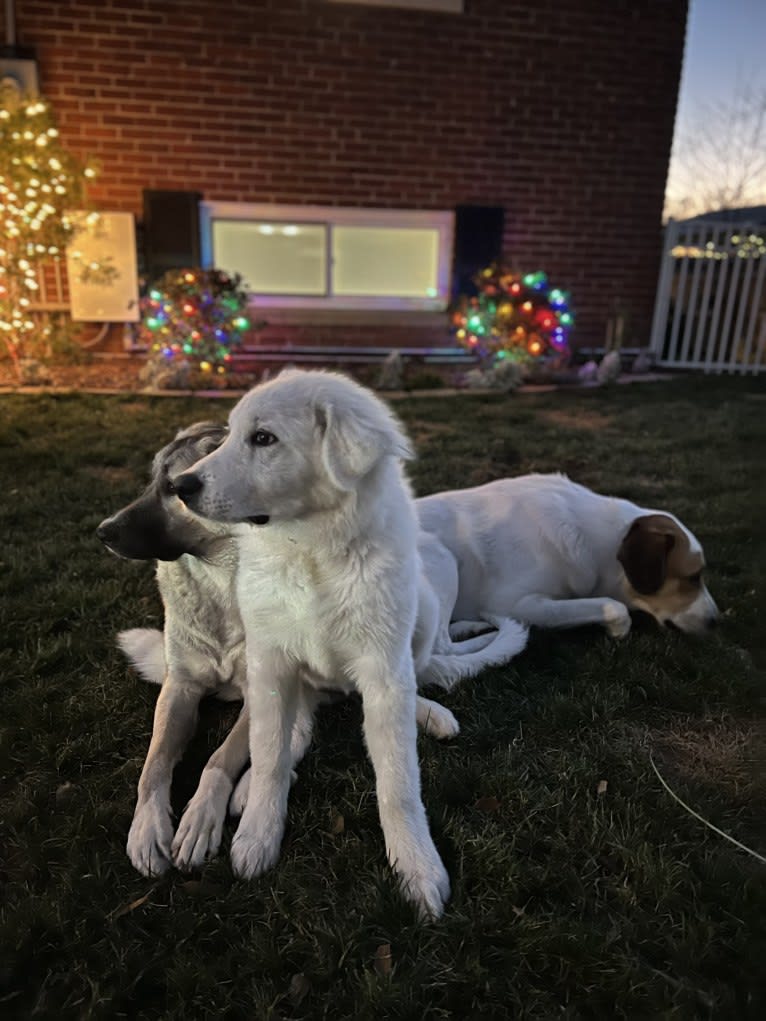 Cher, a Great Pyrenees and Anatolian Shepherd Dog mix tested with EmbarkVet.com