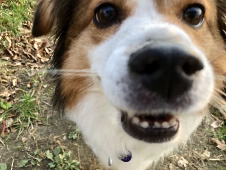 Cooper, an Australian Cattle Dog and Shih Tzu mix tested with EmbarkVet.com